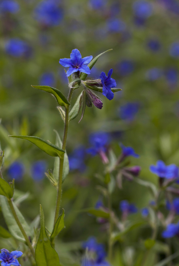 Image of Aegonychon purpureocaeruleum specimen.