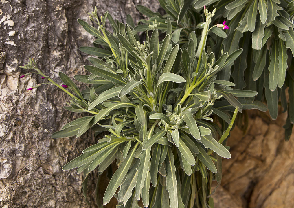 Изображение особи Matthiola incana.