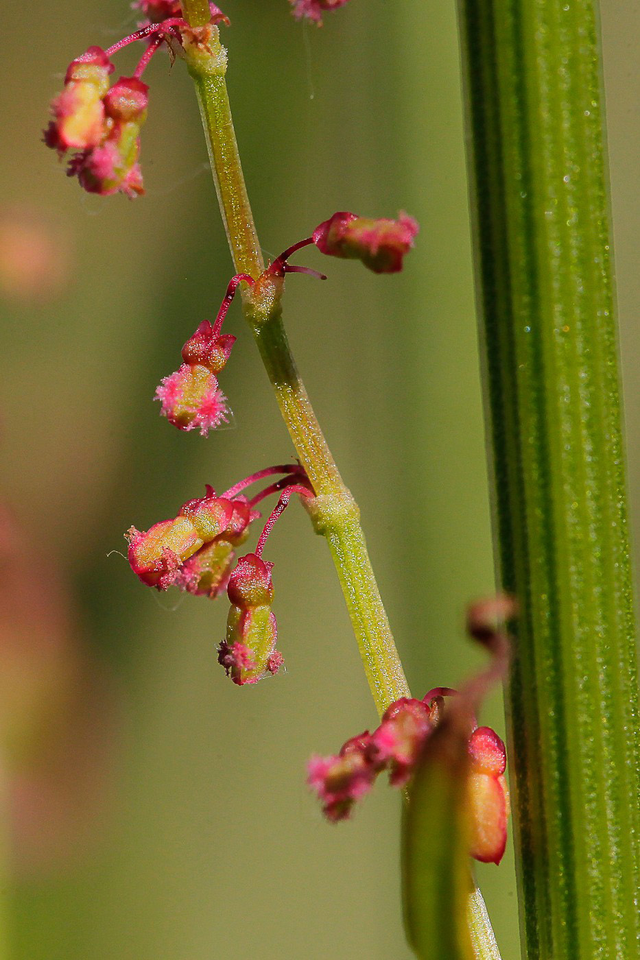 Image of Rumex acetosa specimen.