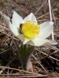 Pulsatilla uralensis. Цветущее растение. Свердловская обл., окр. г. Североуральск, склон известняковой скалы. 15.05.2009.