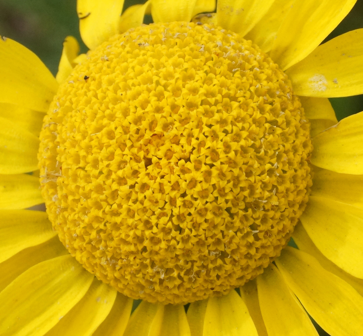 Image of Anthemis tinctoria specimen.