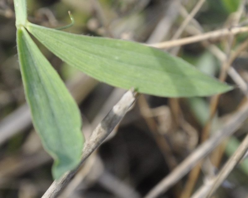 Image of Lathyrus cicera specimen.