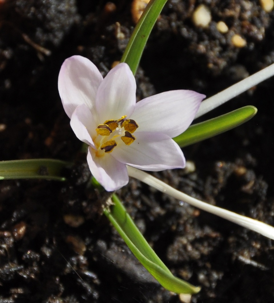 Image of Colchicum chimonanthum specimen.