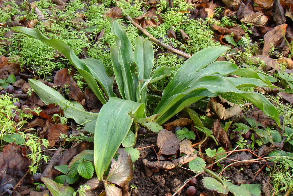 Image of Lilium candidum specimen.