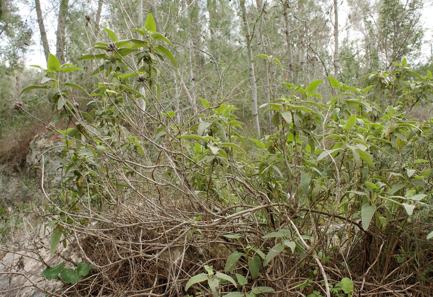 Image of Phlomis viscosa specimen.