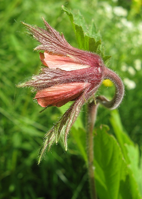 Изображение особи Geum rivale.