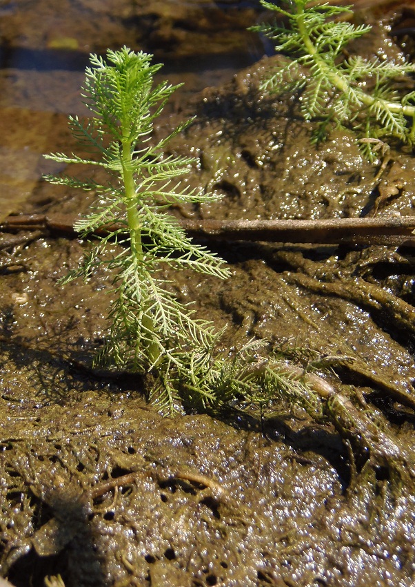 Image of Myriophyllum verticillatum specimen.