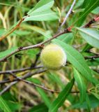 Amygdalus nana. Веточка с завязавшимся плодом. Пензенская обл., Лунинский р-н, окр. с. Ферлюдинка, открытый склон к р. Шукша. 19 июня 2015 г.