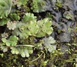 Marchantia latifolia