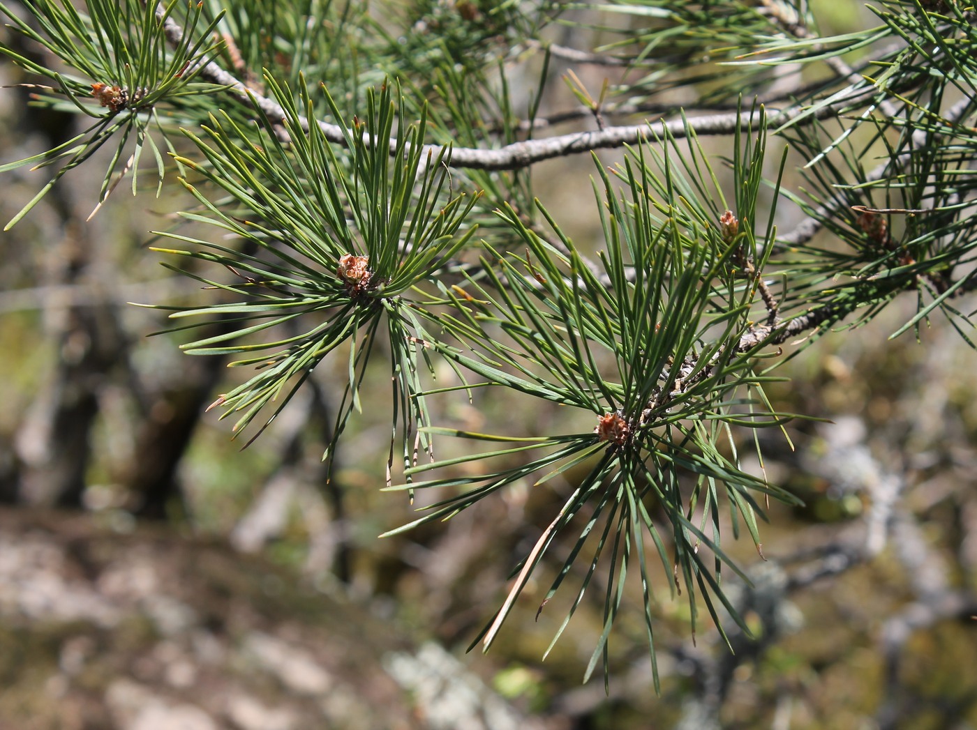 Image of Pinus sylvestris ssp. hamata specimen.