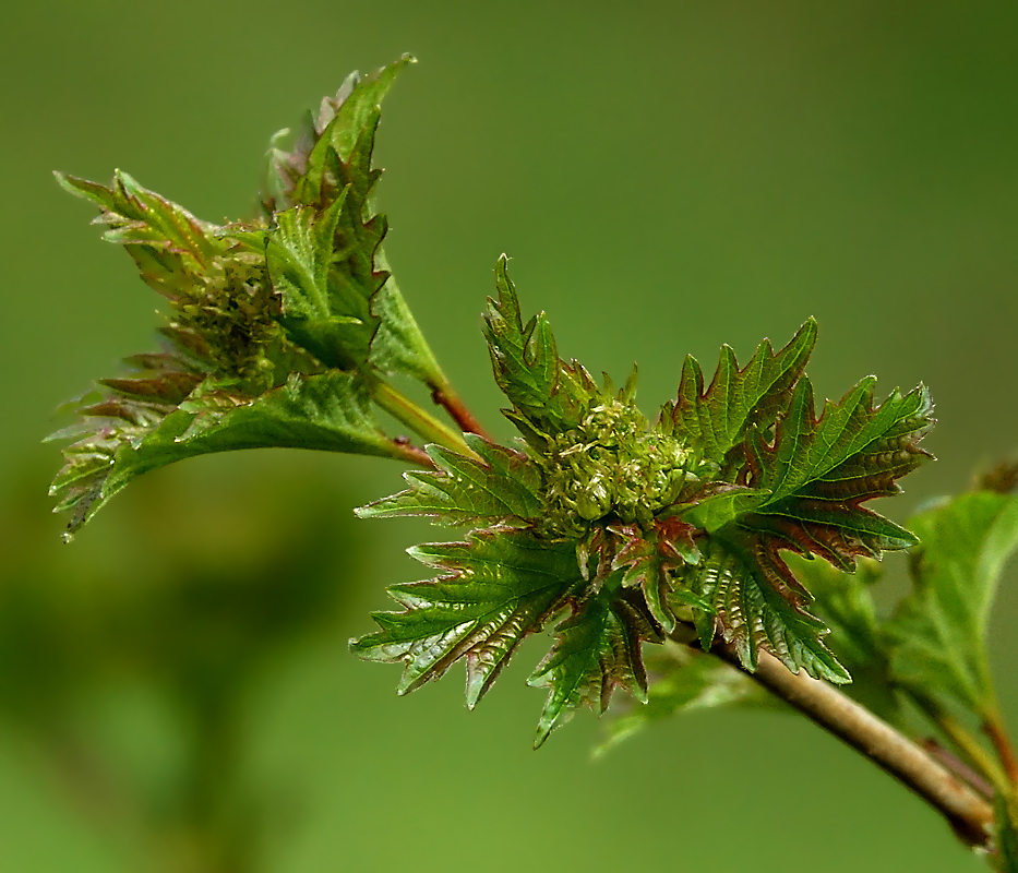 Image of Viburnum opulus specimen.