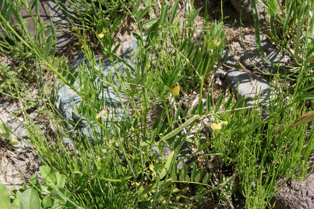 Image of Vicia grandiflora specimen.