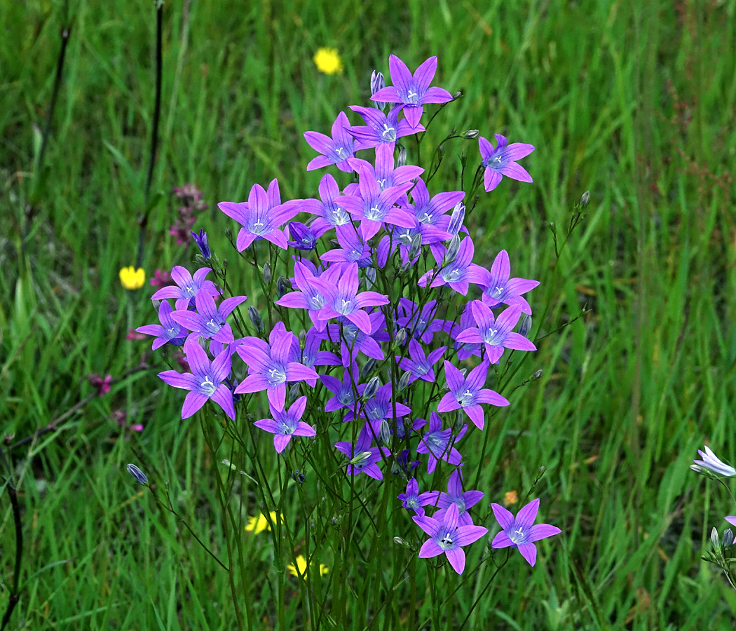 Изображение особи Campanula patula.