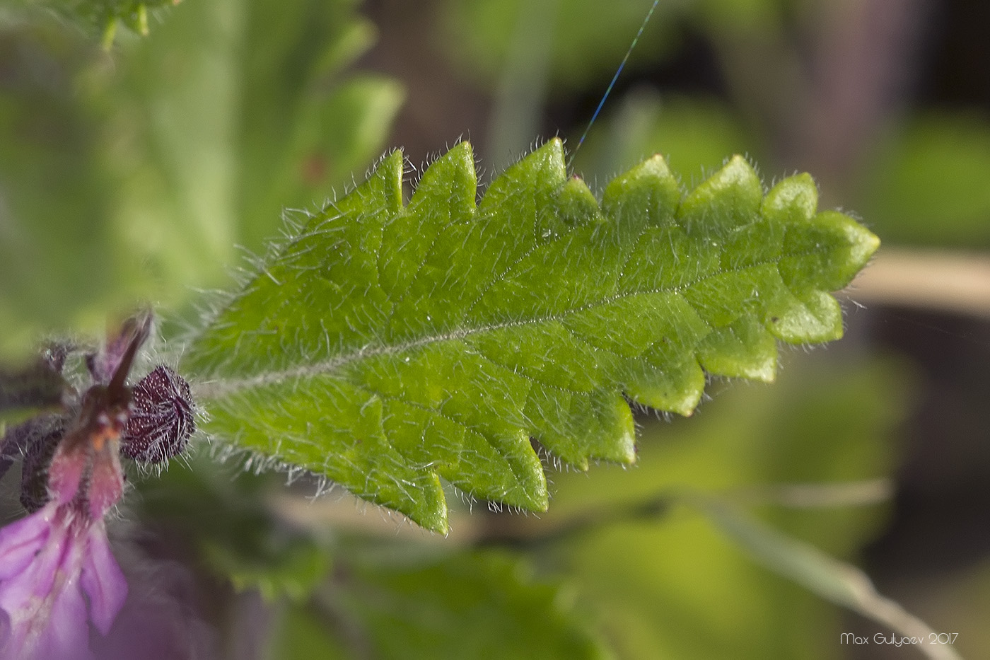 Изображение особи Teucrium chamaedrys.