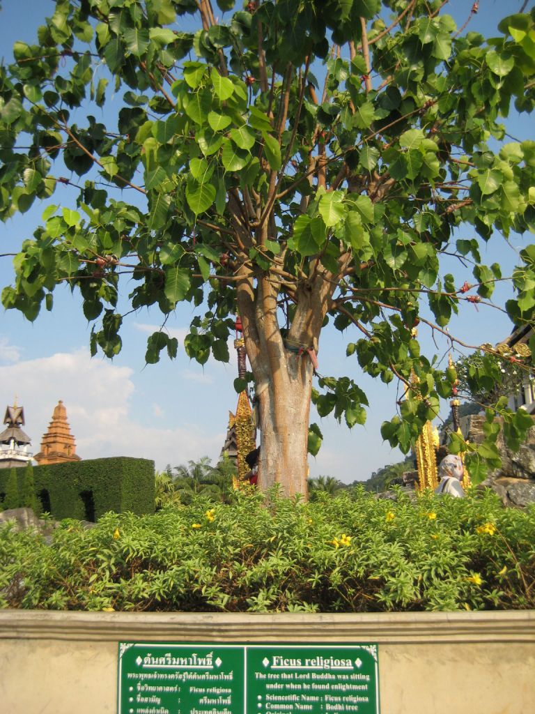 Image of Ficus religiosa specimen.