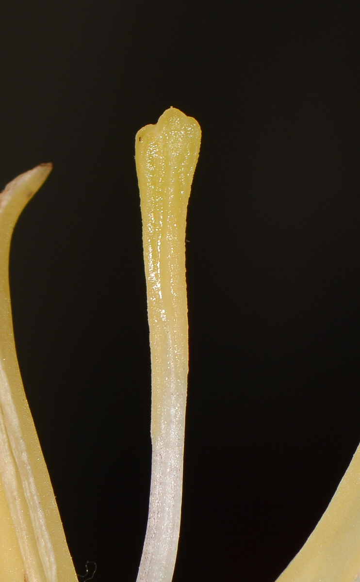 Image of Musa acuminata specimen.