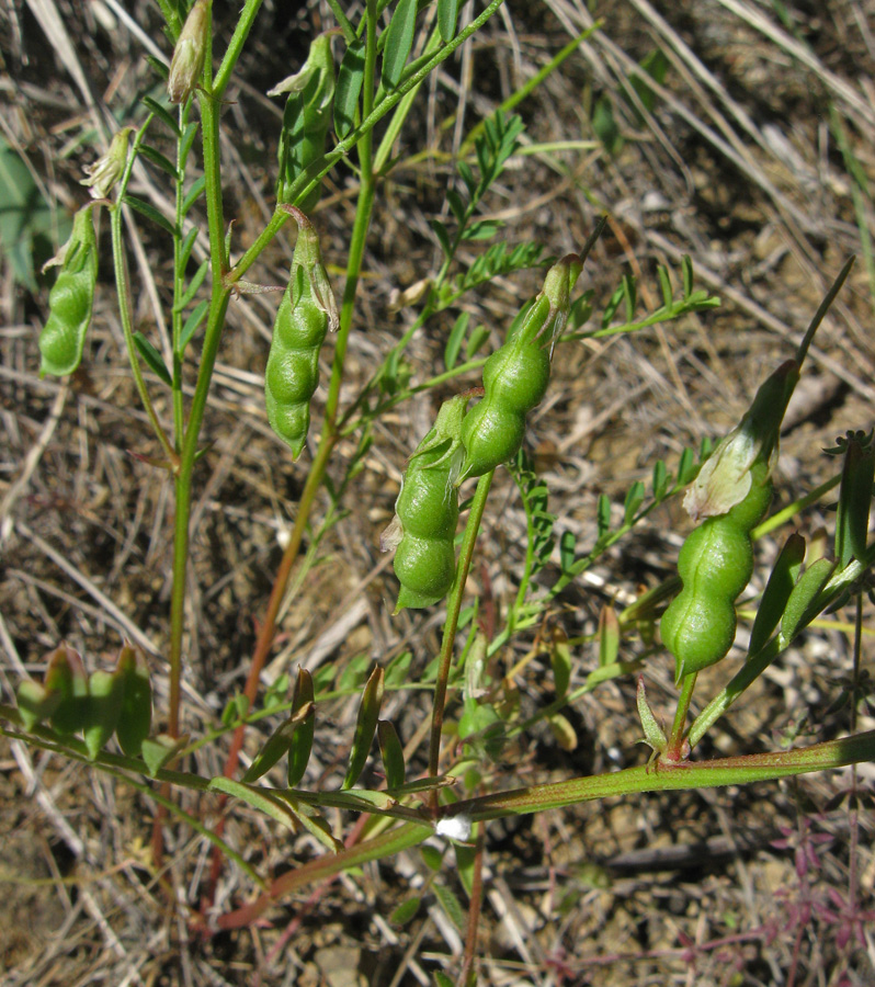 Изображение особи Vicia ervilia.