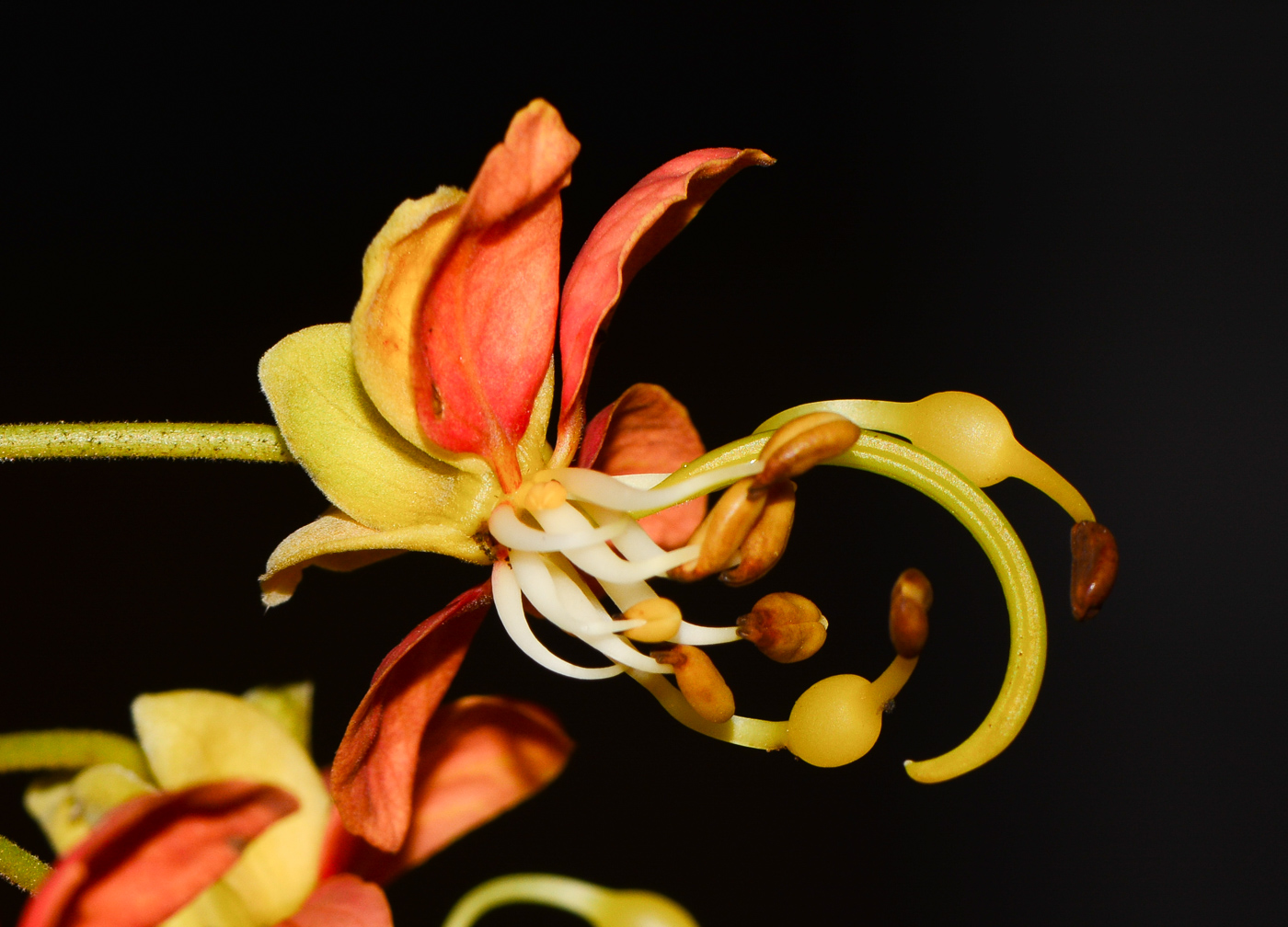 Image of Cassia brewsteri specimen.