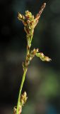 Carex reventa