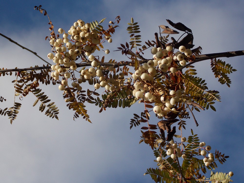 Image of Sorbus eburnea specimen.