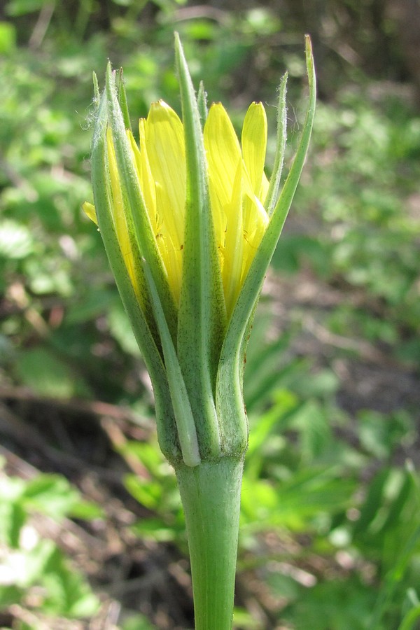 Image of Tragopogon dubius specimen.