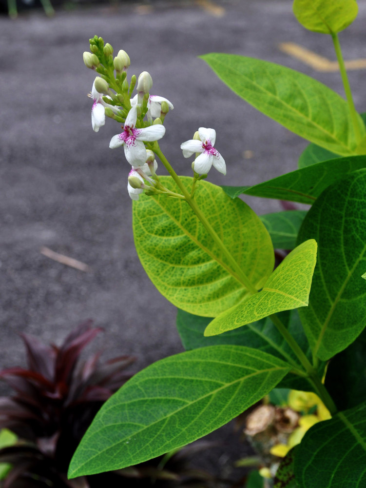 Image of Pseuderanthemum carruthersii specimen.