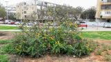 Senna didymobotrya. Цветущее растение (?). Израиль, г. Бат-Ям, в парке. 01.03.2017.