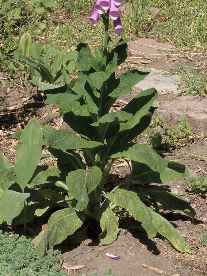 Image of Digitalis purpurea specimen.