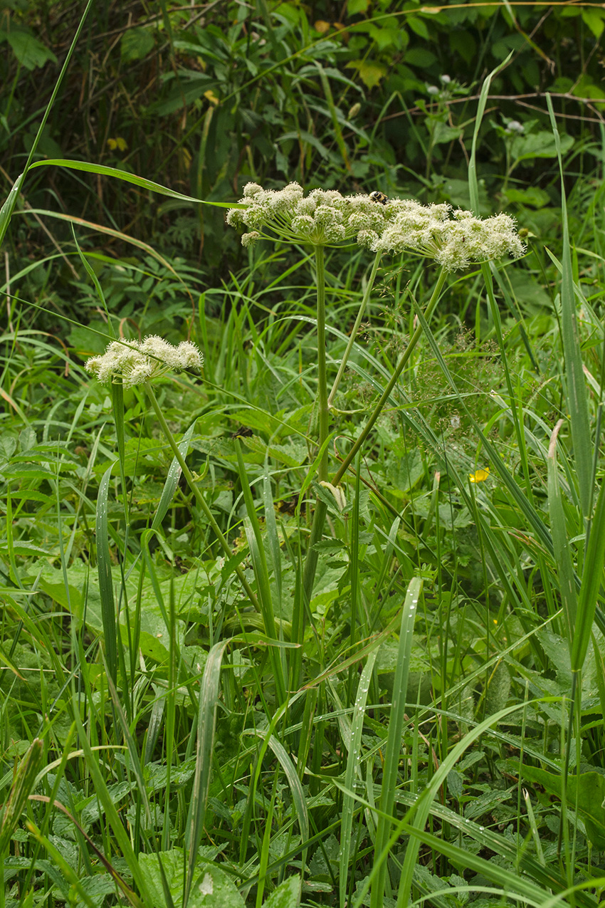 Image of Angelica sylvestris specimen.