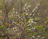 Salix hastata. Верхушка ветви с распускающимися генеративными почками. Магаданская обл., окр. г. Магадан, низовья р. Магаданка, ивняк. 07.06.2018.