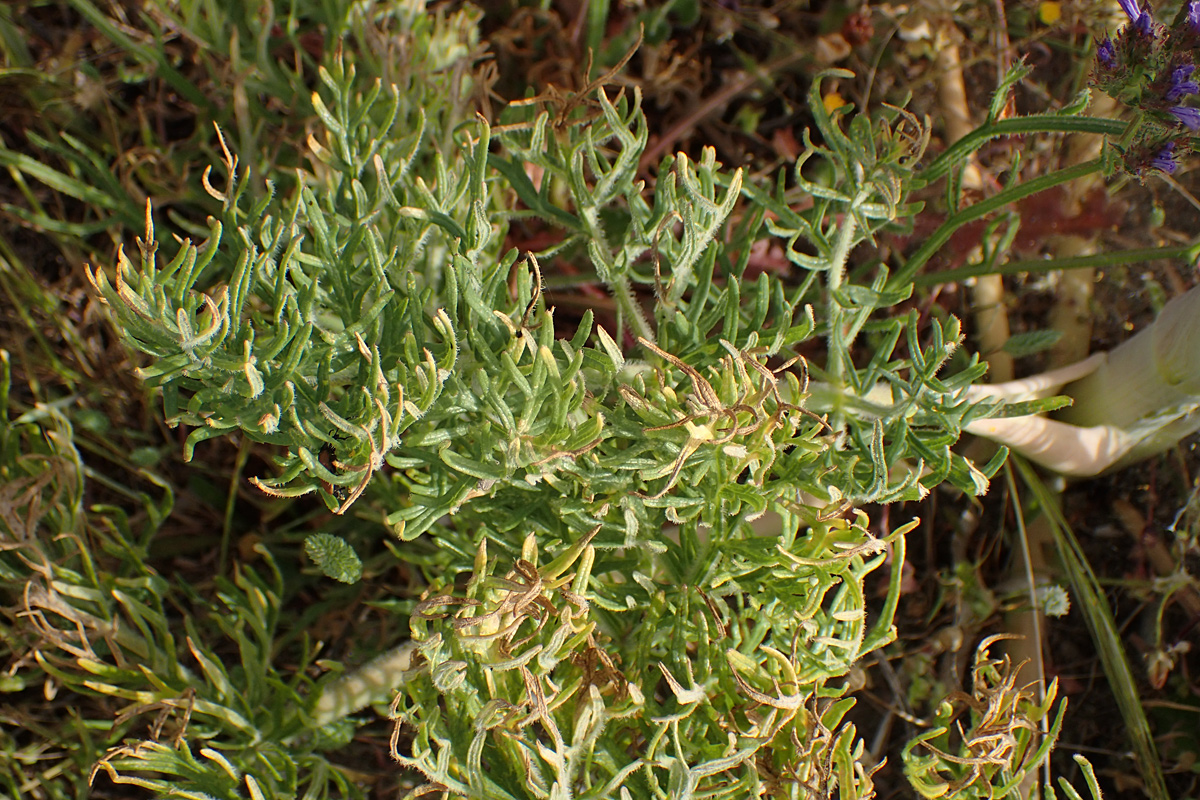 Image of Ferula communis specimen.