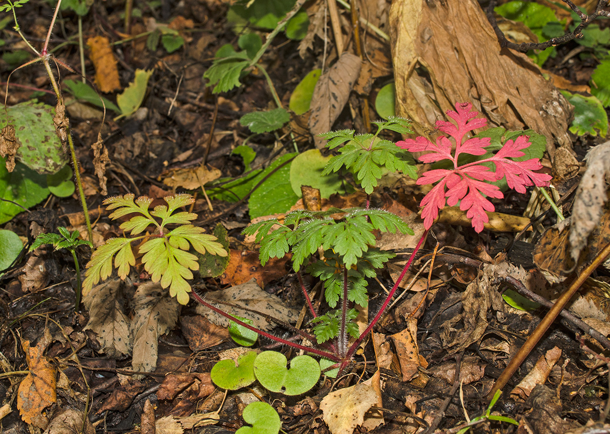 Image of Geranium robertianum specimen.