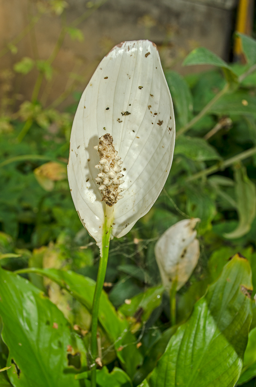 Image of Spathiphyllum wallisii specimen.