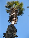 Смотреть изображение Washingtonia robusta