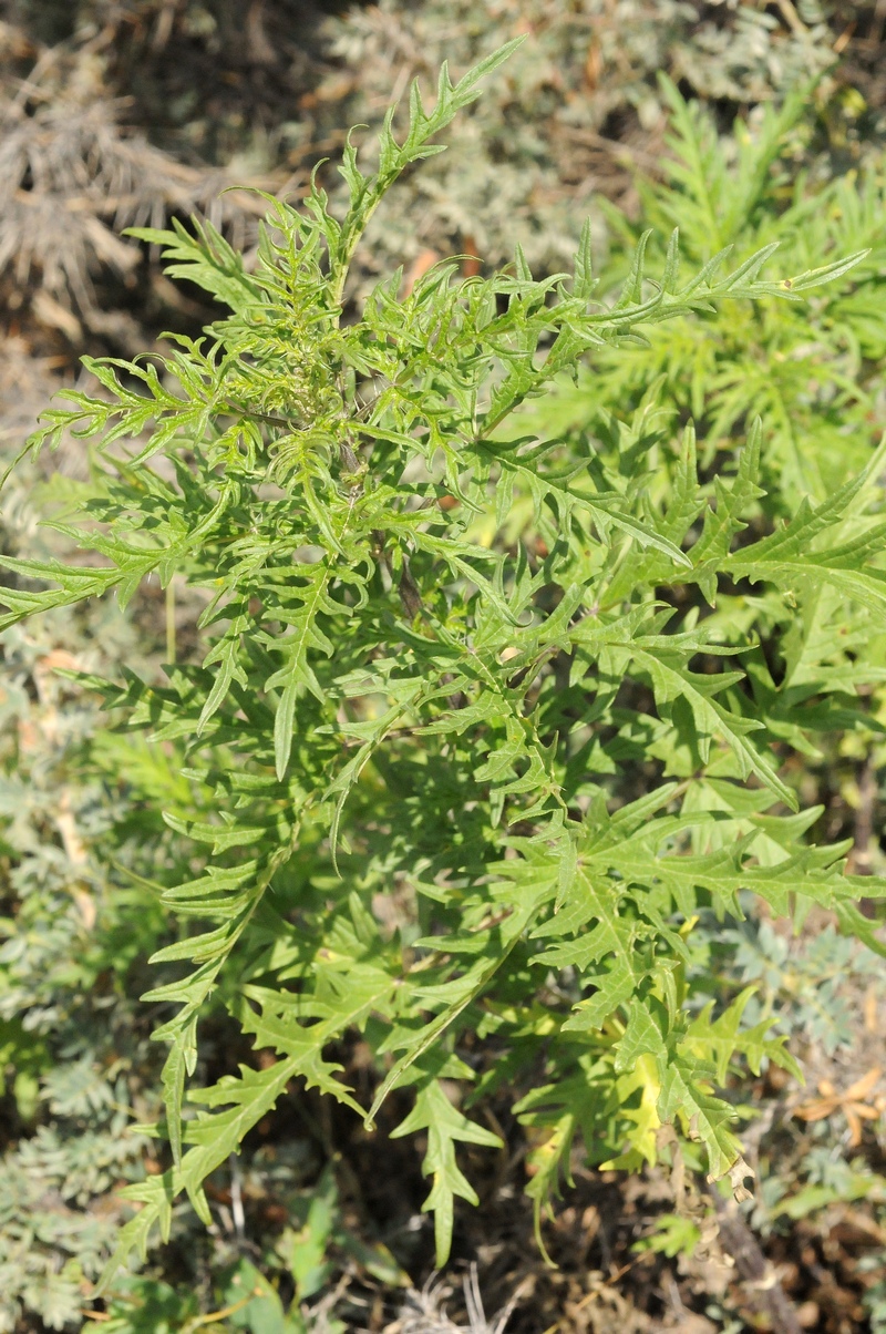 Image of Urtica cannabina specimen.