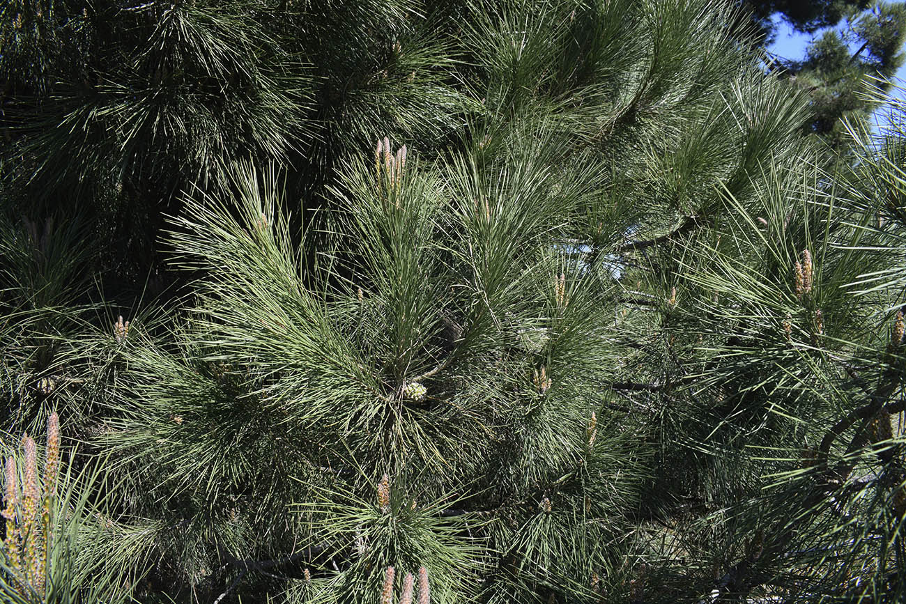 Image of Pinus pinea specimen.