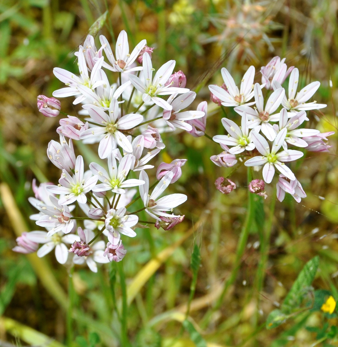 Изображение особи Allium trifoliatum.