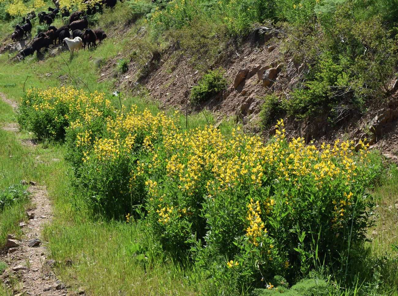 Image of Thermopsis alterniflora specimen.