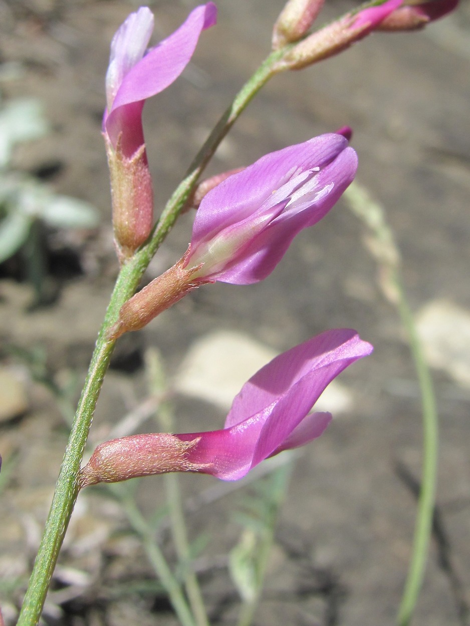 Image of Astragalus haesitabundus specimen.