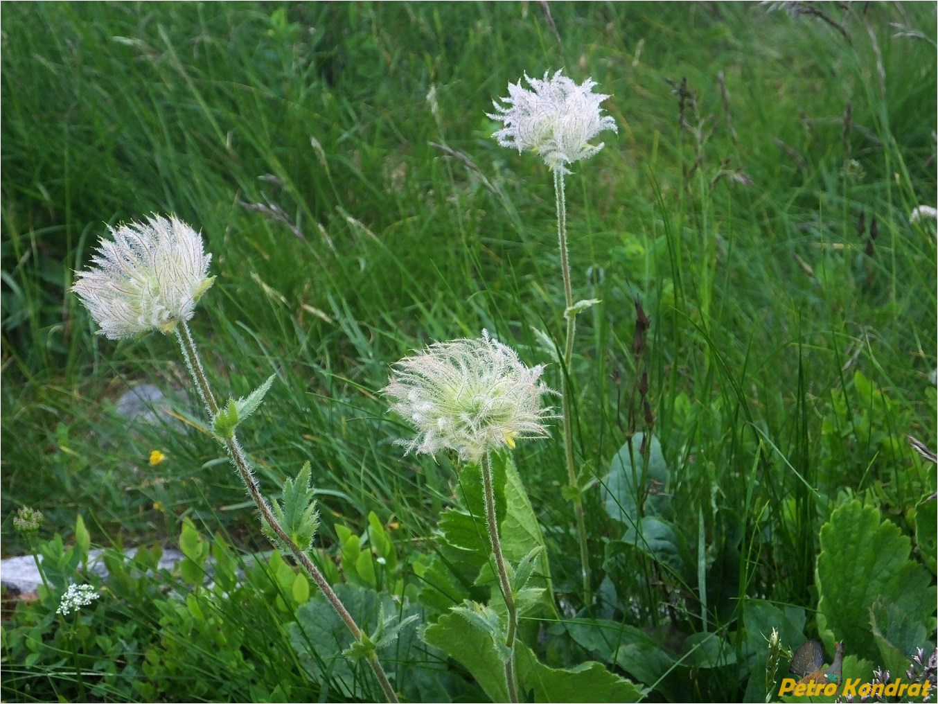 Image of Oreogeum montanum specimen.