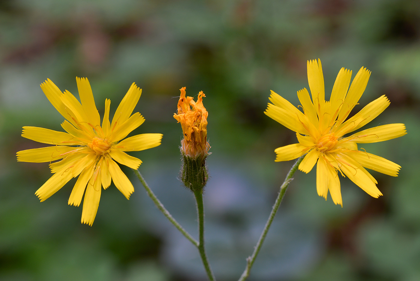 Image of genus Hieracium specimen.