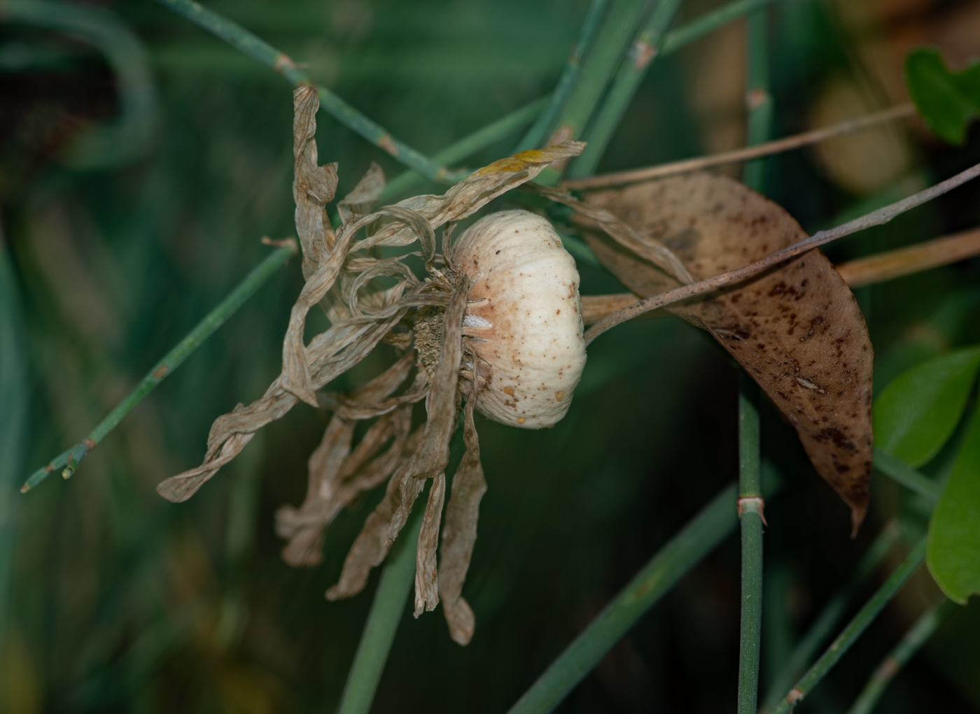 Image of Euryops speciosissimus specimen.