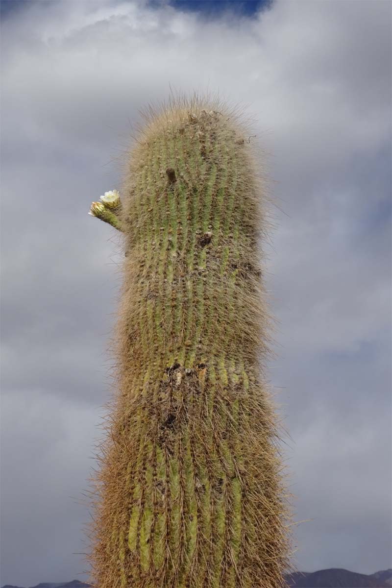 Image of Trichocereus atacamensis specimen.