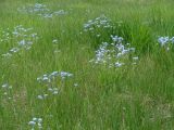 Myosotis imitata