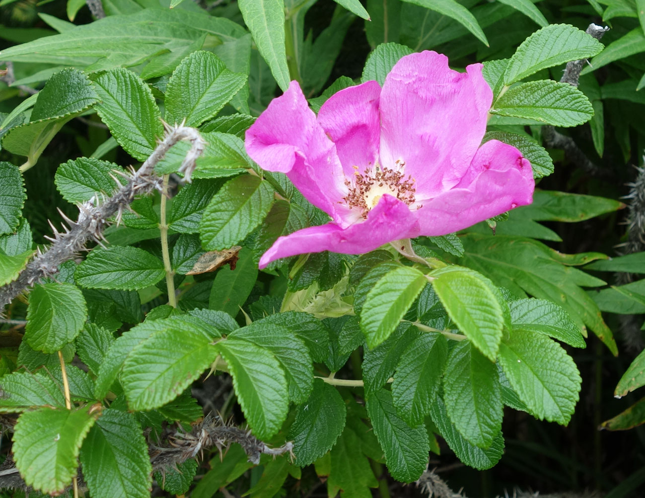 Image of Rosa rugosa specimen.