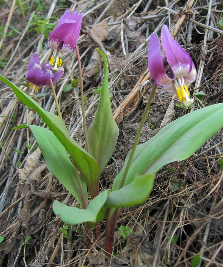 Image of Erythronium sibiricum specimen.