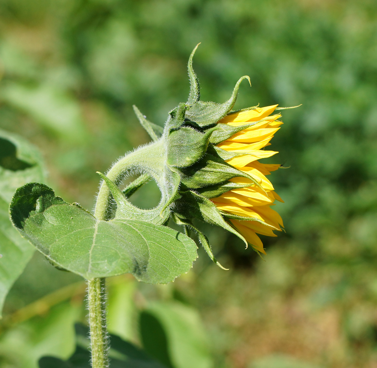 Image of Helianthus annuus specimen.