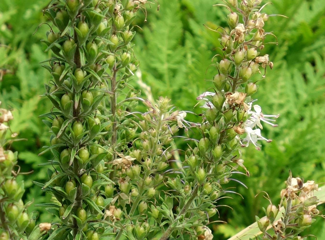 Image of Veronica daurica specimen.