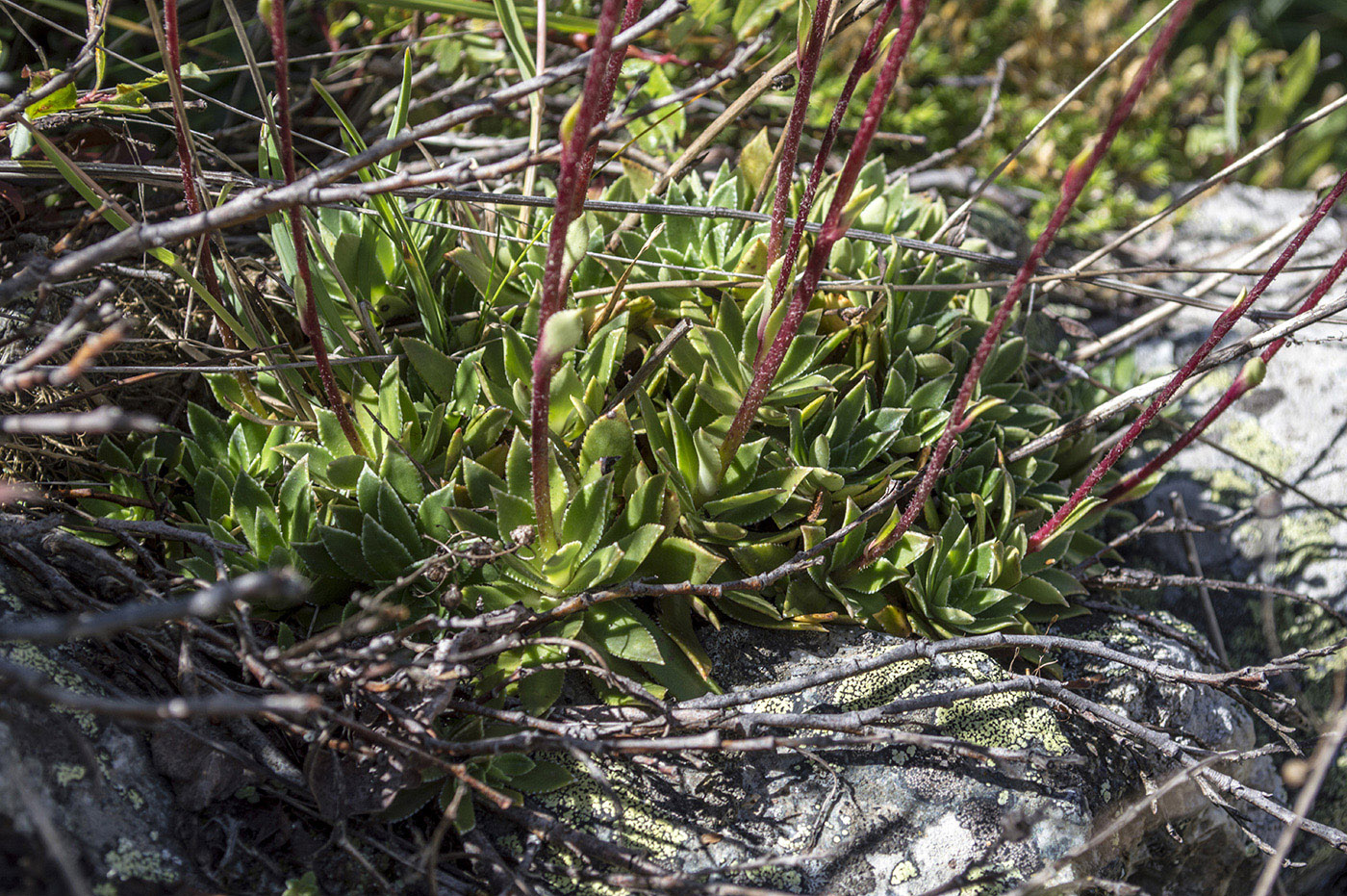 Изображение особи Saxifraga cartilaginea.