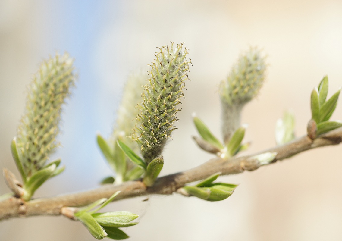 Image of Salix gmelinii specimen.